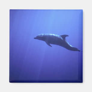 Dolphin Magnet