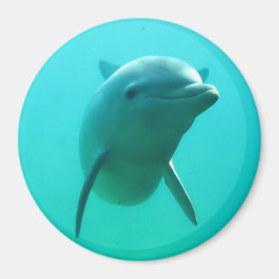 Dolphin Magnet