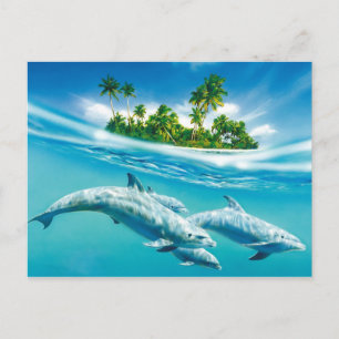 Dolphin paradise postcard