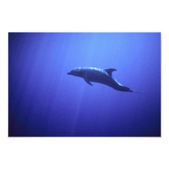 Dolphin Photo Print (Front)