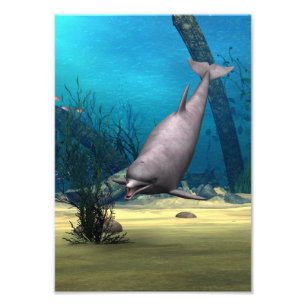Dolphin Photo Print