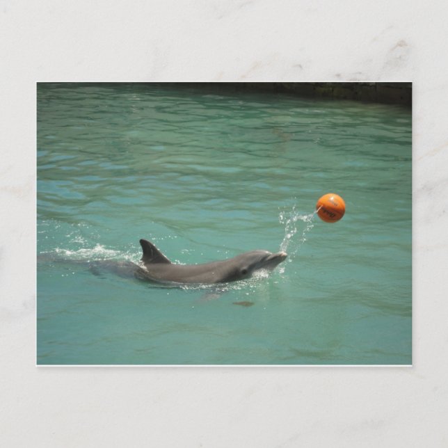 Dolphin playing ball postcard (Front)