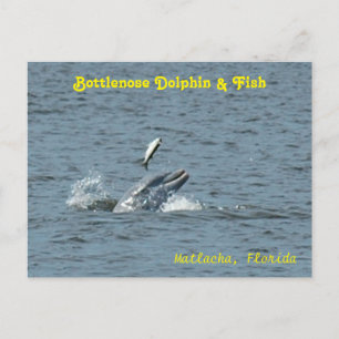 Dolphin playing with fish Postcard