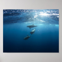 Dolphin pod swimming underwater