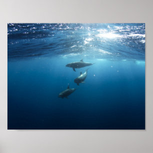 Dolphin pod swimming underwater poster