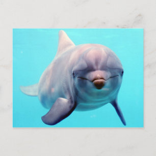 Dolphin portrait postcard