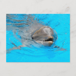 Dolphin Post Card