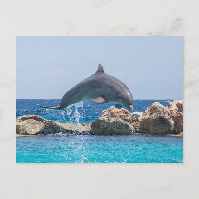 Dolphin Postcard (Front)