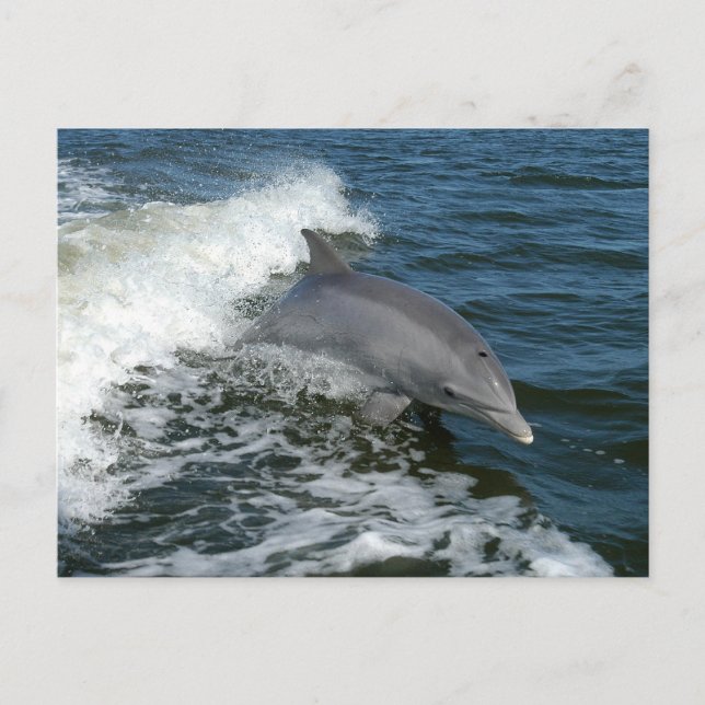 Dolphin Postcard (Front)