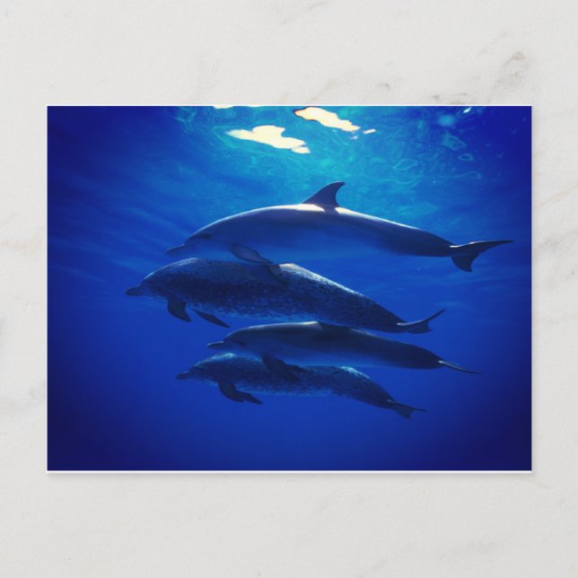 Dolphin Postcard (Front)