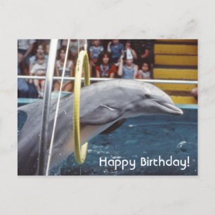 Dolphin Postcard