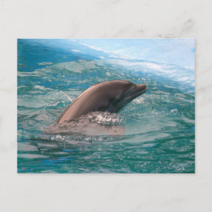 Dolphin Postcard