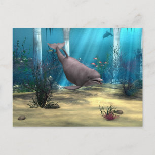 Dolphin Postcard