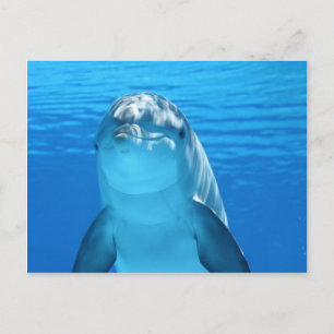 Dolphin Postcard