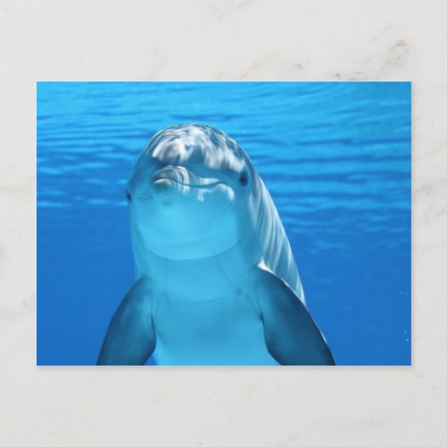 Dolphin Postcard (Front)