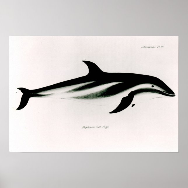 Dolphin Poster (Front)