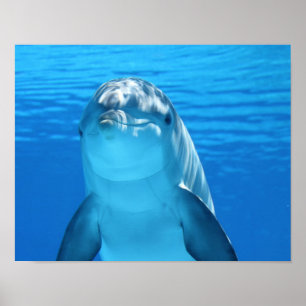 Dolphin poster