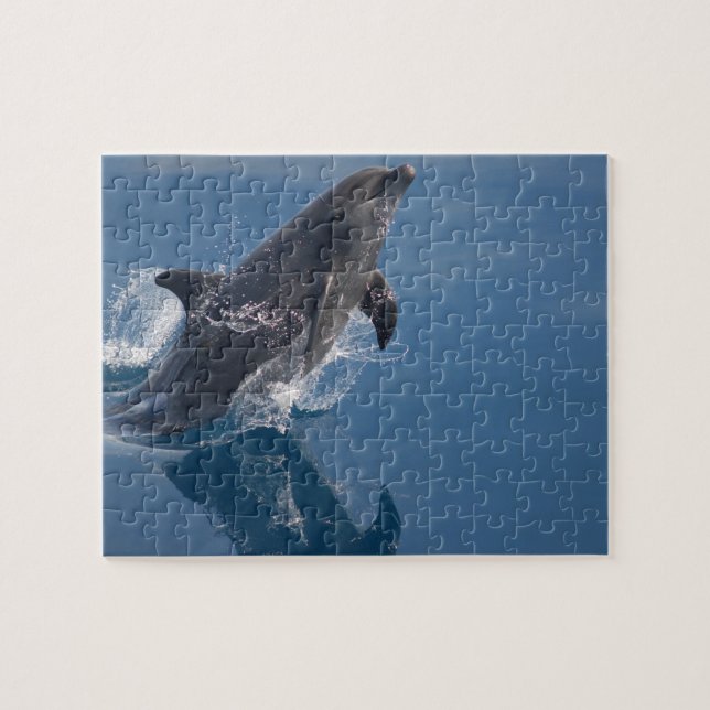 Dolphin Puzzle (Horizontal)