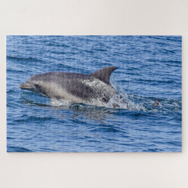 Dolphin Sighted puzzle (Horizontal)