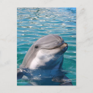 Dolphin Smile Postcard