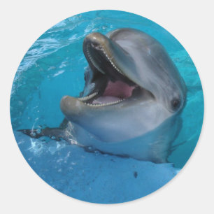 Dolphin Smiles Sticker