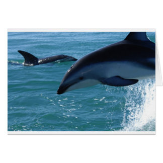 Dolphin Splash Destiny Beach Ocean Nature