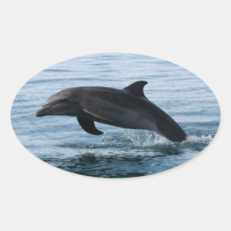 Dolphin Stickers
