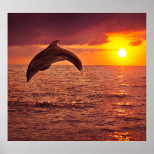 Dolphin Sunset: Beautiful Backdrop. Poster
