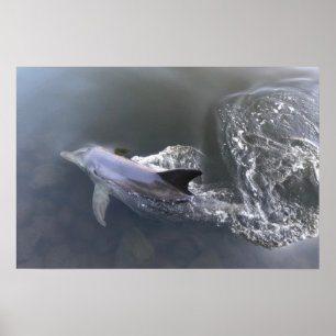 Dolphin Swimming Poster