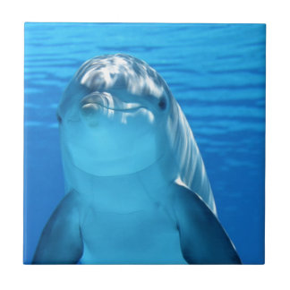 dolphin tile