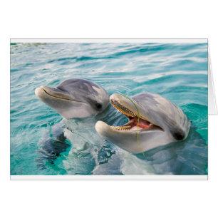 Dolphins