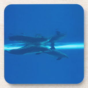 Dolphins and reflections coaster