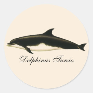 Dolphins Delphinus Tursio, Vintage Marine Animals Classic Round Sticker