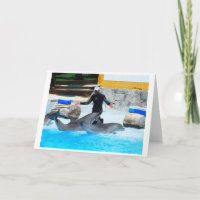 Dolphins greet the trainer