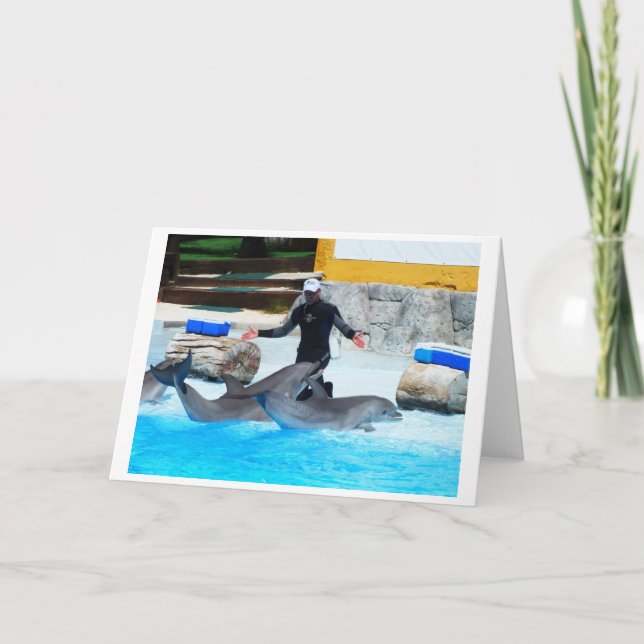 Dolphins greet the trainer holiday card (Front)
