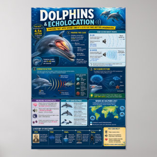 Dolphins Infographic Poster