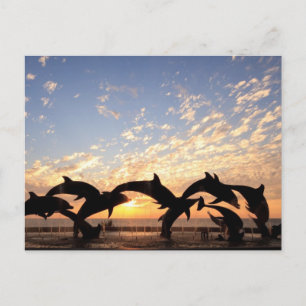 Dolphin's jumping from the water at sunset postcard