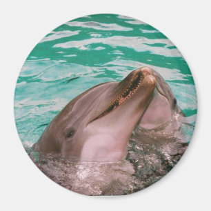 Dolphins Magnet