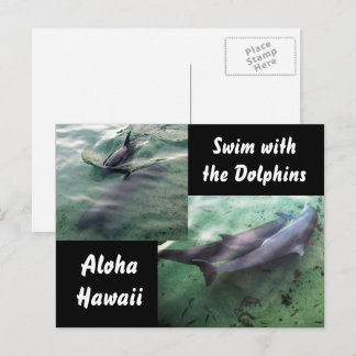 Dolphins of Hawaii Postcard