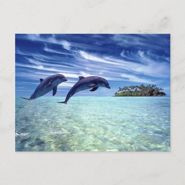 Dolphin's paradise postcard (Front)