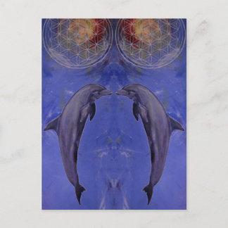 dolphins postcard