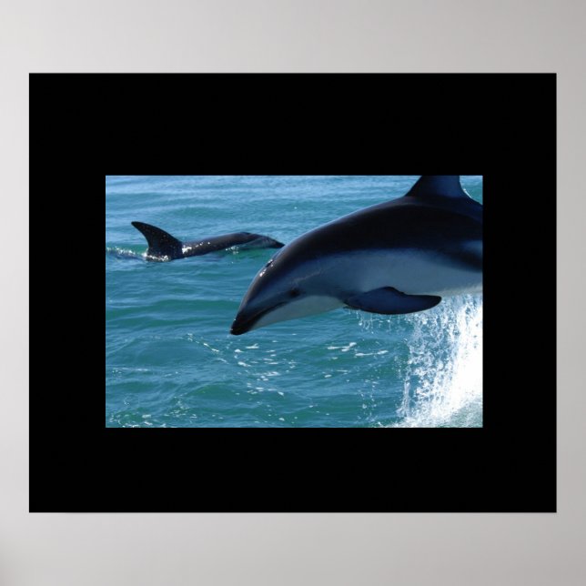 Dolphins Poster (Front)
