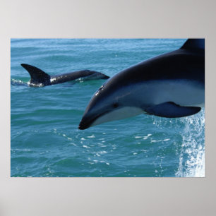 Dolphins Poster