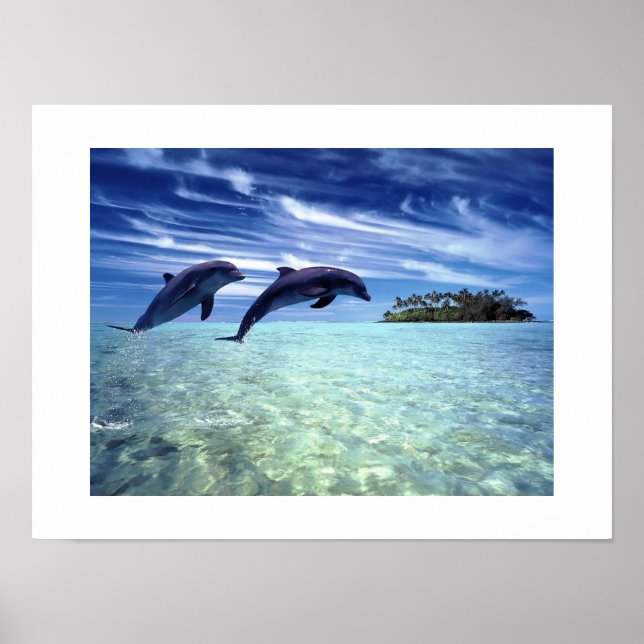 Dolphins Poster (Front)