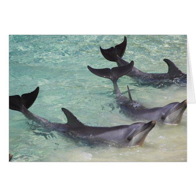 Dolphins, Sea World, Gold Coast, Queensland, (Front Horizontal)