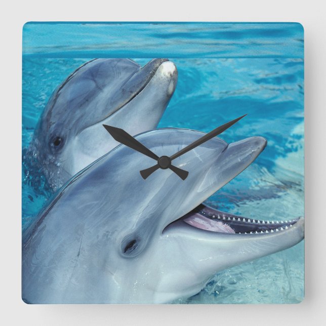dolphins square wall clock (Front)