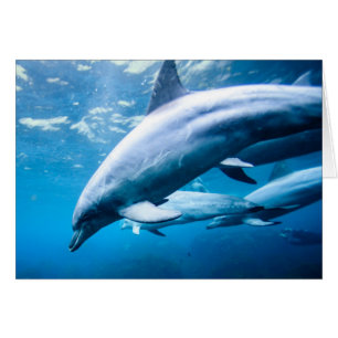 Dolphins Underwater