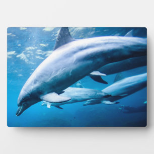 Dolphins Underwater Plaque