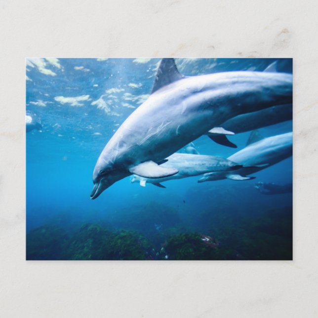 Dolphins Underwater Postcard (Front)