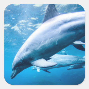 Dolphins Underwater Square Sticker